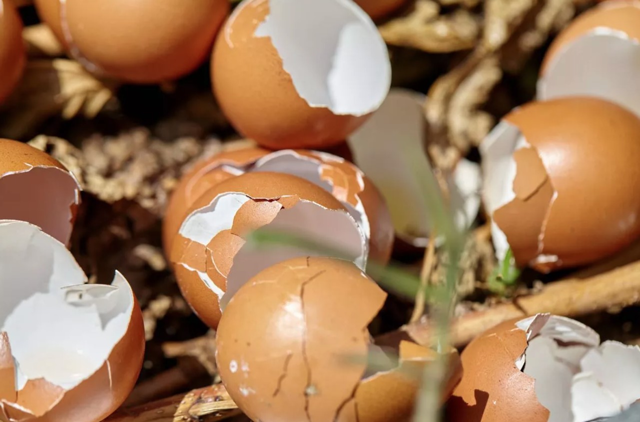 Rải thứ n&agrave;y ra vườn m&ugrave;a đ&ocirc;ng, s&acirc;u hại tr&aacute;nh xa, c&acirc;y trồng tươi tốt chưa từng thấy- Ảnh 1.