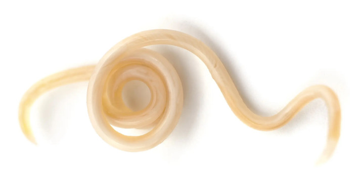 White Roundworm Parasite Isolated White 118150203 14550152 1768380376795 1768380384612501405634