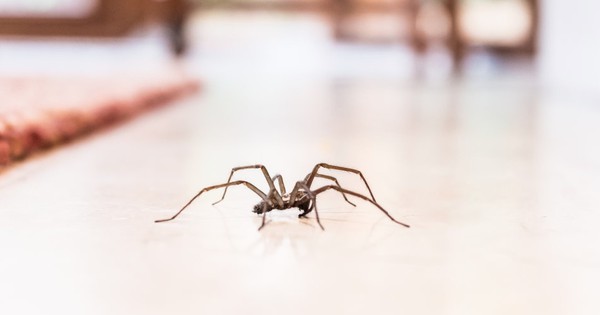 Ph&aacute;t cảnh b&aacute;o cho tất cả c&aacute;c gia đ&igrave;nh c&oacute; thảm trong ph&ograve;ng kh&aacute;ch - Ảnh 2.