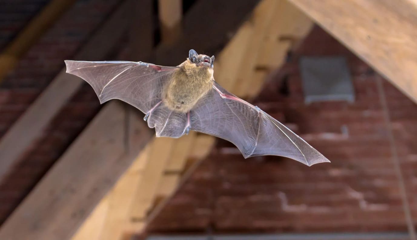 4 vật v&agrave;o nh&agrave; l&agrave; điềm b&aacute;o chuyện tốt l&agrave;nh, đuổi đi dễ mất lộc như chơi- Ảnh 3.