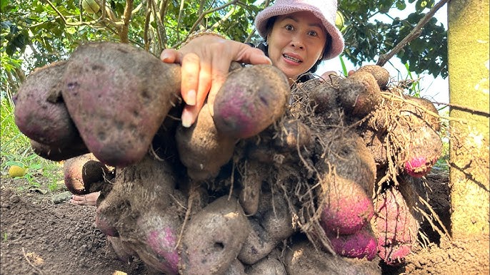 Không phải khoai tây, khoai lang, đây mới là khoai hợp nấu mùa lạnh, ai ăn cũng bổ, "đắt sắt ra miếng" - Ảnh 3.