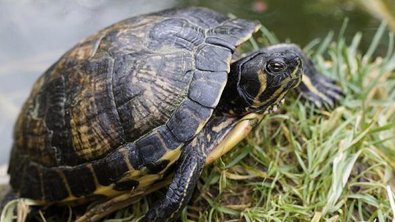 4 vật v&agrave;o nh&agrave; l&agrave; điềm b&aacute;o chuyện tốt l&agrave;nh, đuổi đi dễ mất lộc như chơi- Ảnh 4.