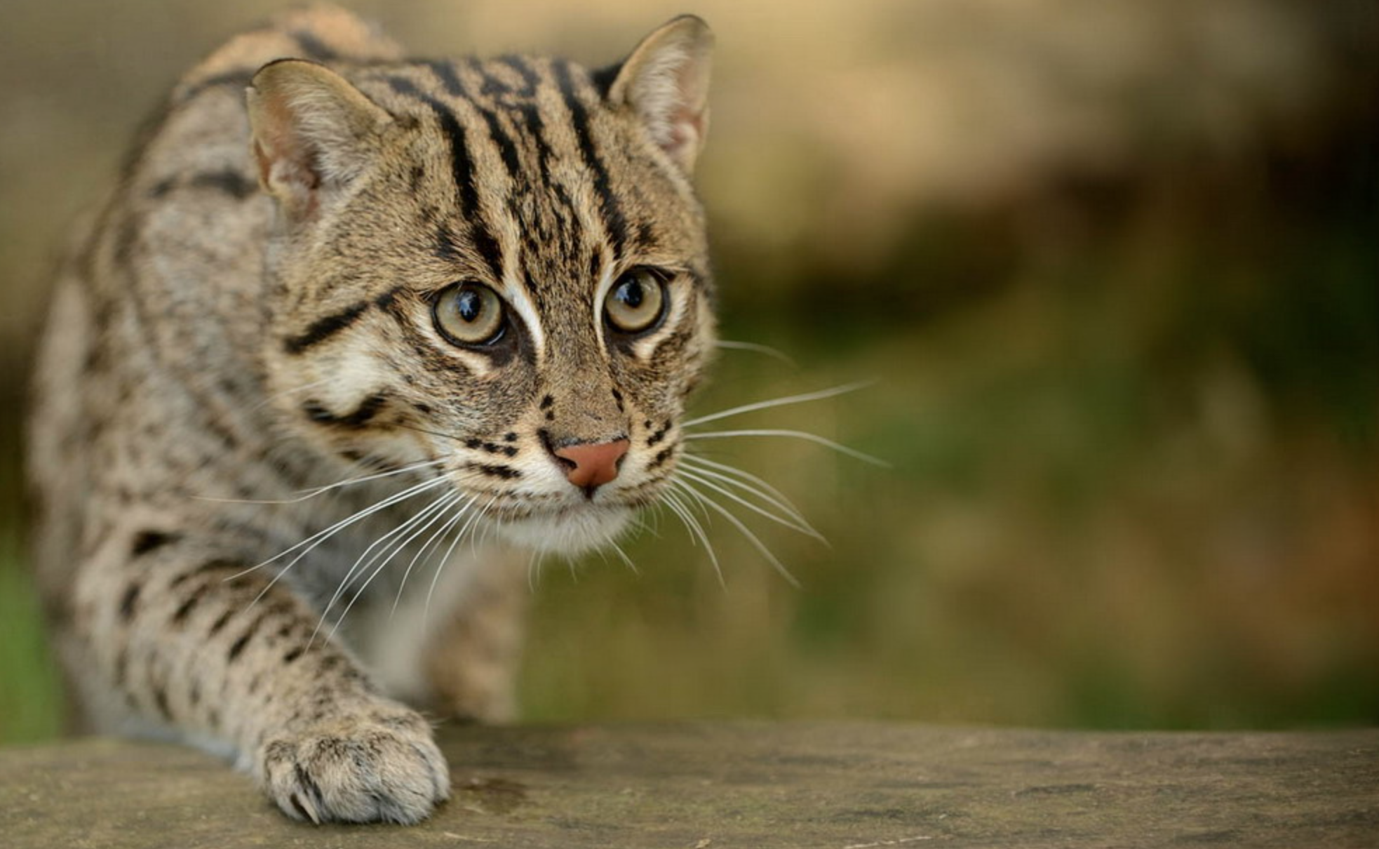 Lo&agrave;i c&acirc;y trồng một lần, thu cả đời: &Iacute;t vốn, &iacute;t c&ocirc;ng chăm s&oacute;c, mỗi th&aacute;ng c&oacute; chục triệu đồng - Ảnh 2.