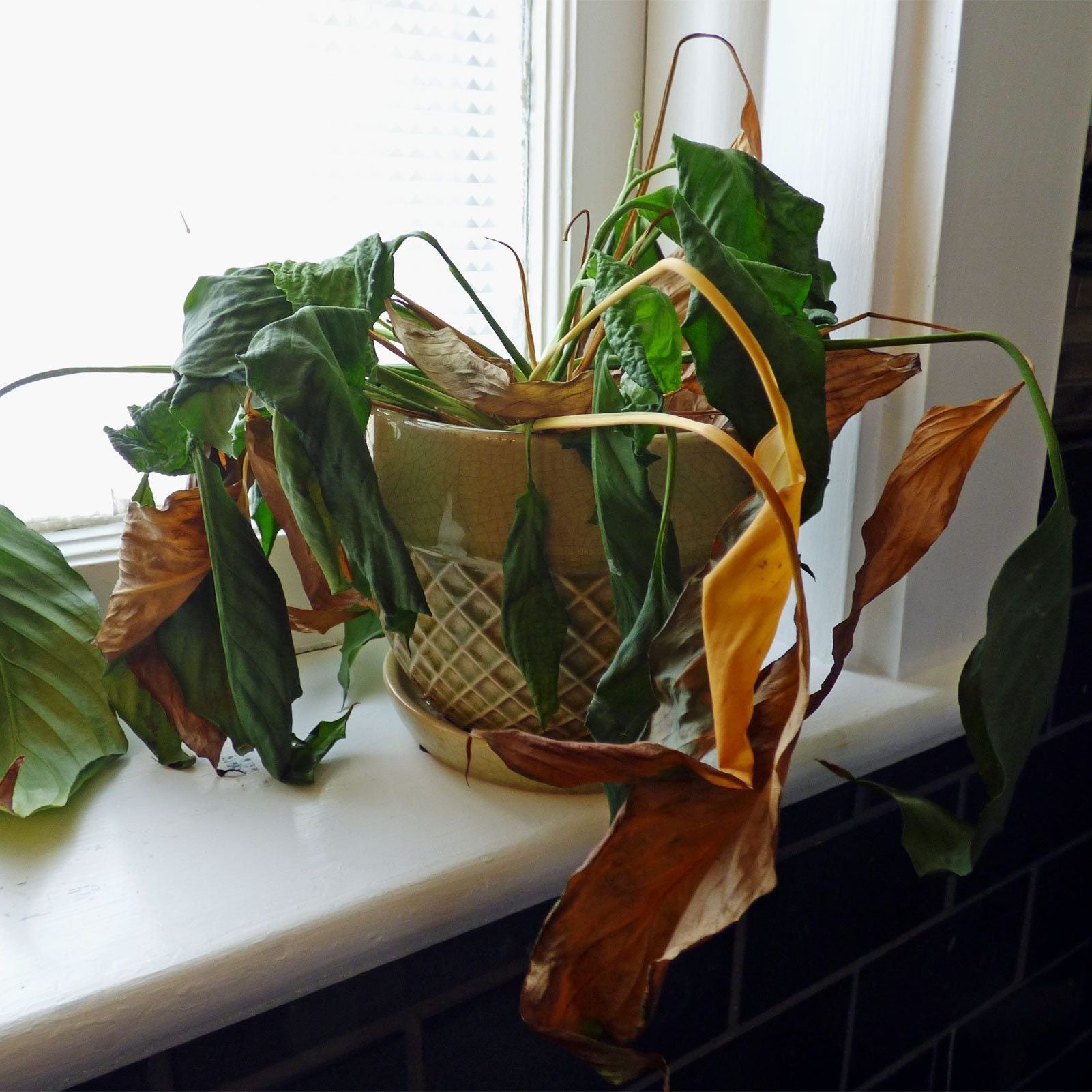 Loại cây là biểu tượng của vận xui, cần loại bỏ ngay khỏi nhà- Ảnh 1.