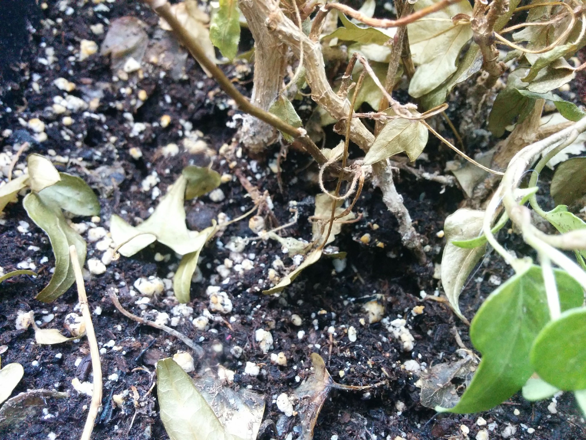 Loại cây là biểu tượng của vận xui, cần loại bỏ ngay khỏi nhà- Ảnh 2.