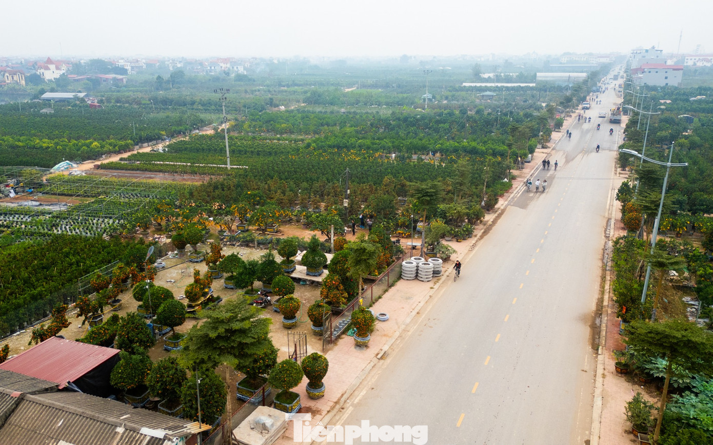 Qu&yacute;t h&igrave;nh ngựa Độc lạ gi&aacute; h&agrave;ng chục triệu đồng tại thủ phủ c&acirc;y cảnh Hưng Y&ecirc;n - Ảnh 1.