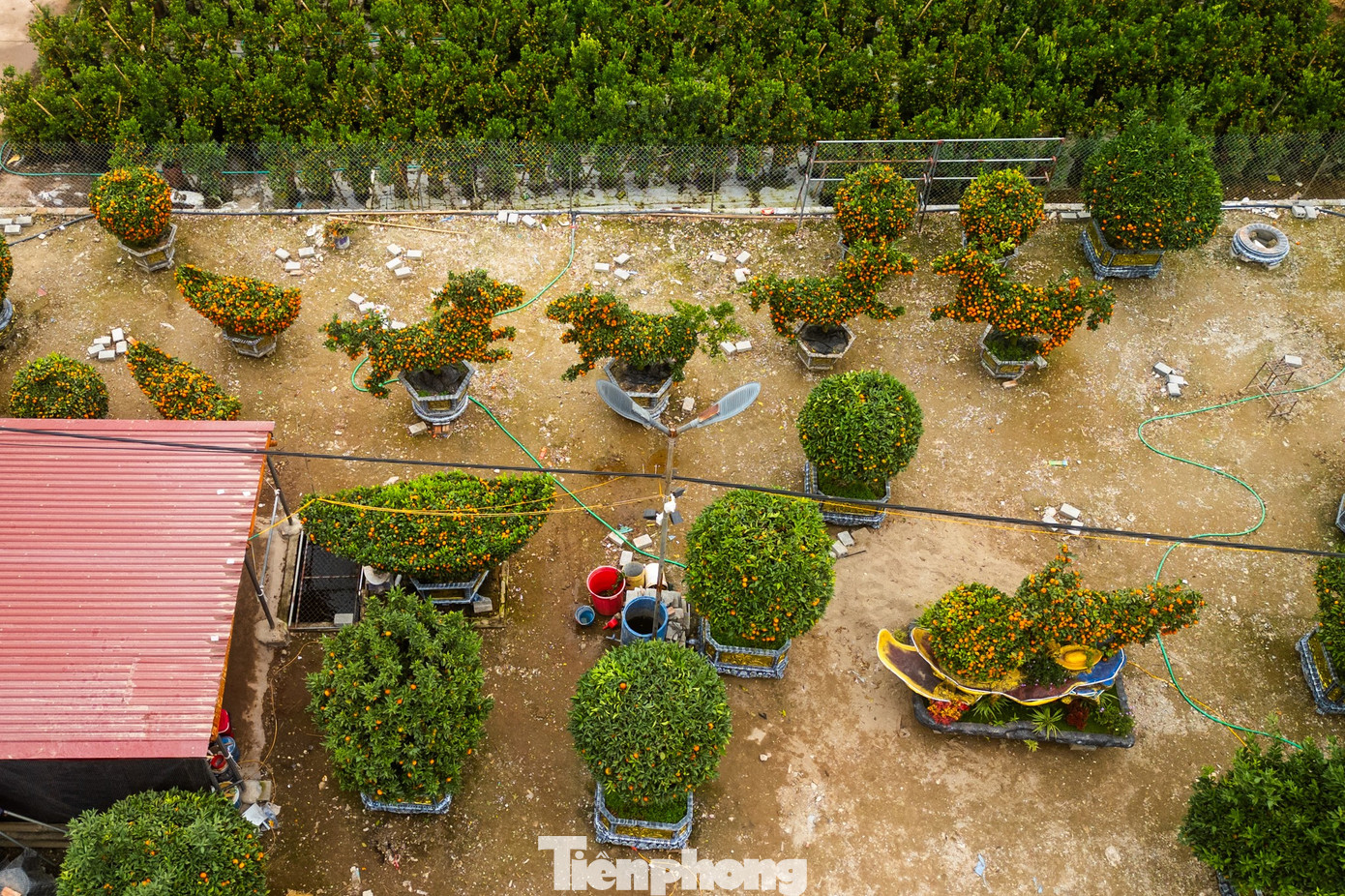 Qu&yacute;t h&igrave;nh ngựa Độc lạ gi&aacute; h&agrave;ng chục triệu đồng tại thủ phủ c&acirc;y cảnh Hưng Y&ecirc;n - Ảnh 15.