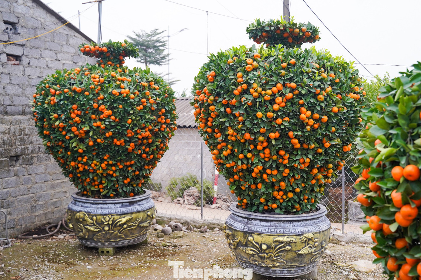 Qu&yacute;t h&igrave;nh ngựa Độc lạ gi&aacute; h&agrave;ng chục triệu đồng tại thủ phủ c&acirc;y cảnh Hưng Y&ecirc;n - Ảnh 7.