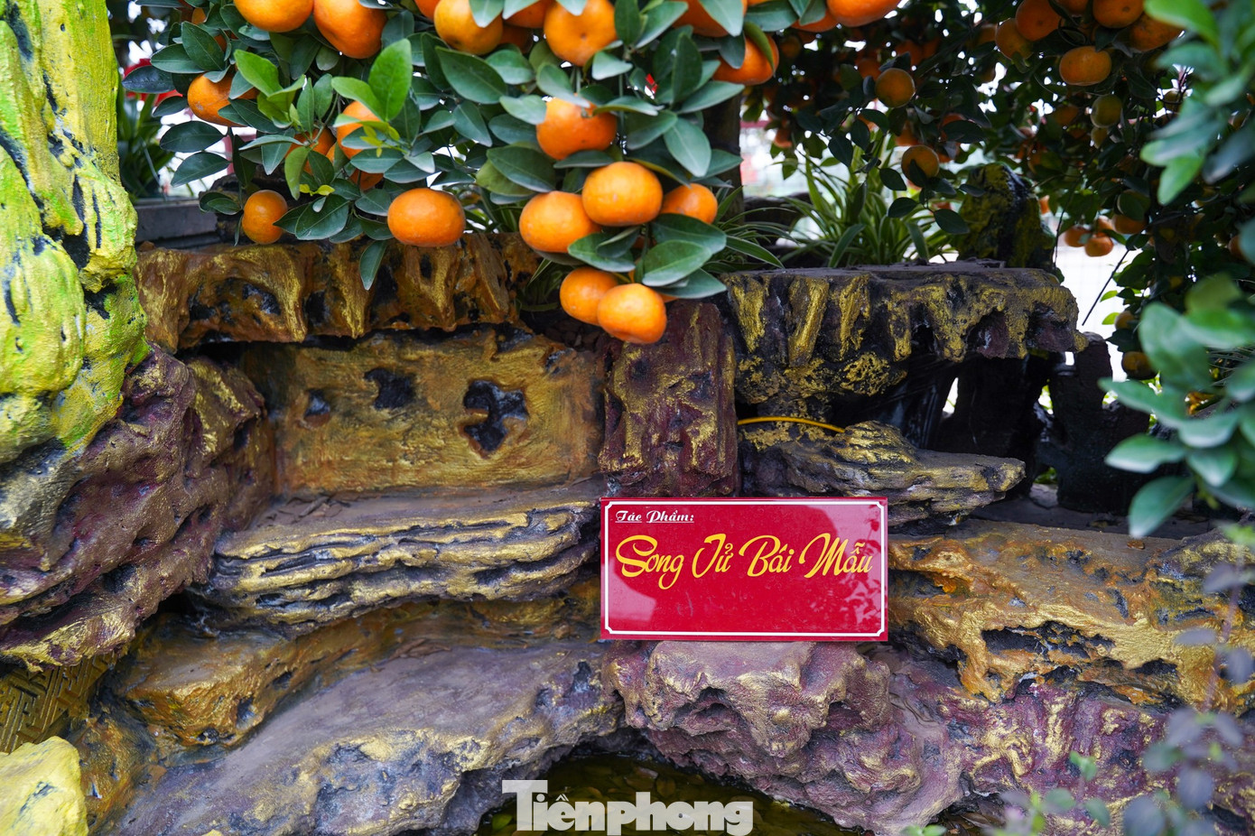 Qu&yacute;t h&igrave;nh ngựa Độc lạ gi&aacute; h&agrave;ng chục triệu đồng tại thủ phủ c&acirc;y cảnh Hưng Y&ecirc;n - Ảnh 12.