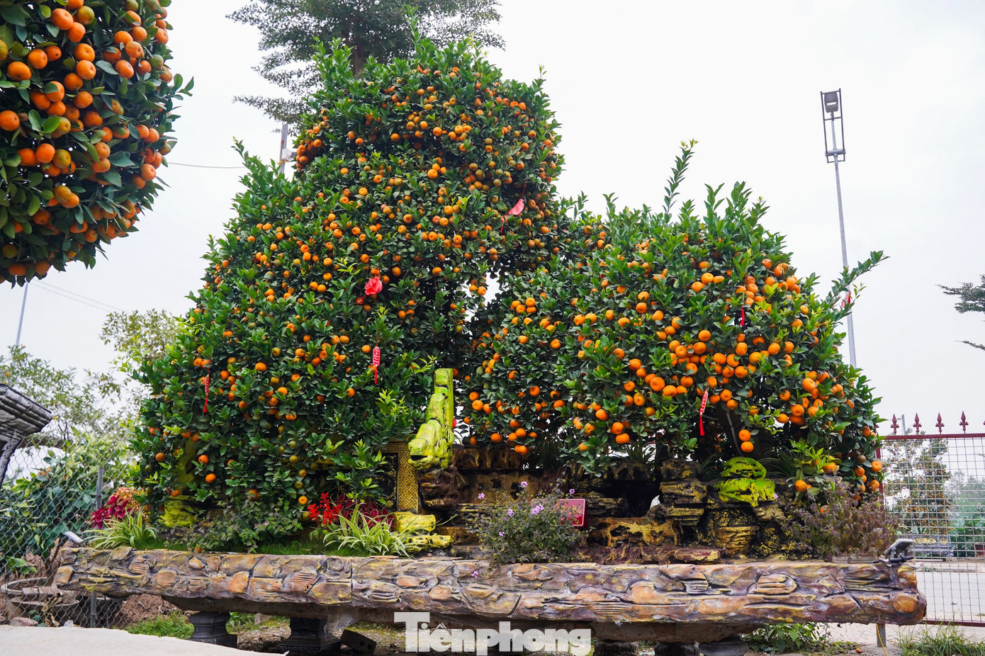 Qu&yacute;t h&igrave;nh ngựa Độc lạ gi&aacute; h&agrave;ng chục triệu đồng tại thủ phủ c&acirc;y cảnh Hưng Y&ecirc;n - Ảnh 11.