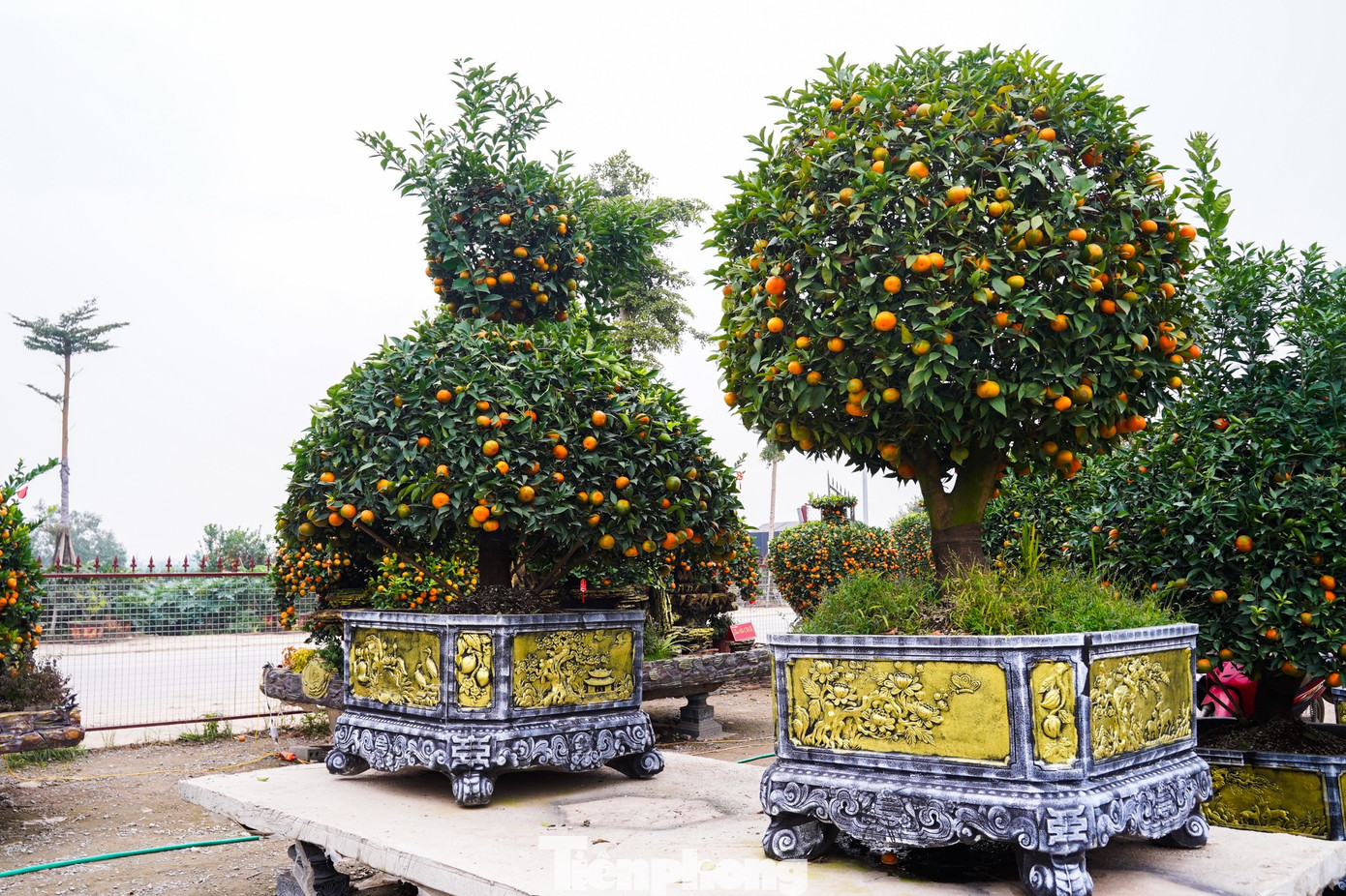 Qu&yacute;t h&igrave;nh ngựa Độc lạ gi&aacute; h&agrave;ng chục triệu đồng tại thủ phủ c&acirc;y cảnh Hưng Y&ecirc;n - Ảnh 8.