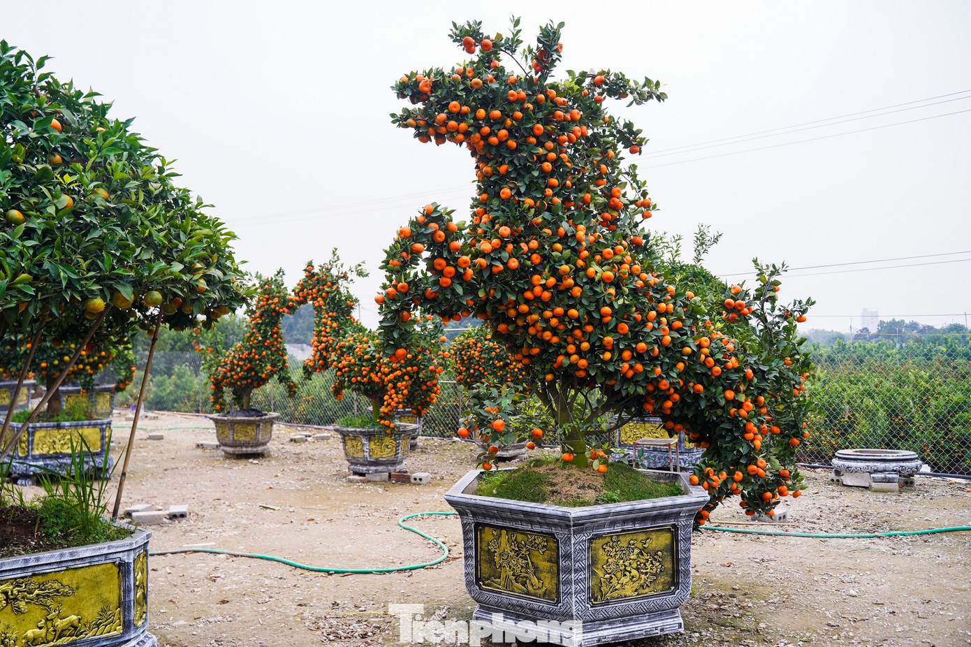 Qu&yacute;t h&igrave;nh ngựa Độc lạ gi&aacute; h&agrave;ng chục triệu đồng tại thủ phủ c&acirc;y cảnh Hưng Y&ecirc;n - Ảnh 3.