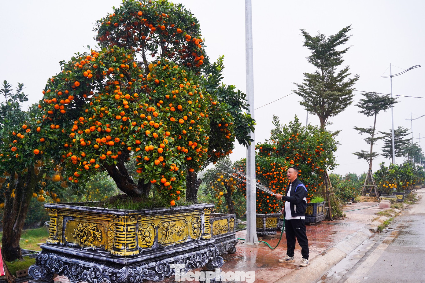 Qu&yacute;t h&igrave;nh ngựa Độc lạ gi&aacute; h&agrave;ng chục triệu đồng tại thủ phủ c&acirc;y cảnh Hưng Y&ecirc;n - Ảnh 9.