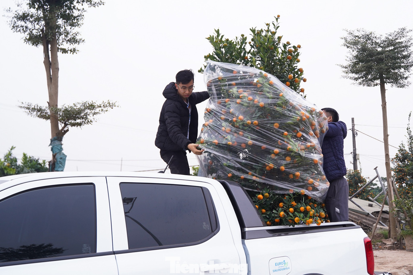 Qu&yacute;t h&igrave;nh ngựa Độc lạ gi&aacute; h&agrave;ng chục triệu đồng tại thủ phủ c&acirc;y cảnh Hưng Y&ecirc;n - Ảnh 14.