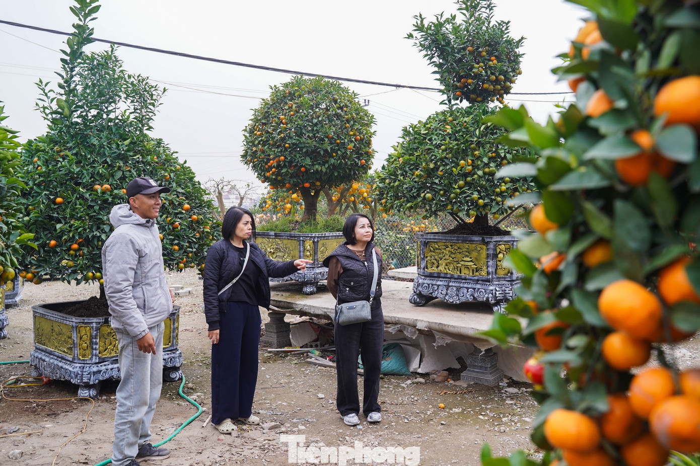 Qu&yacute;t h&igrave;nh ngựa Độc lạ gi&aacute; h&agrave;ng chục triệu đồng tại thủ phủ c&acirc;y cảnh Hưng Y&ecirc;n - Ảnh 13.