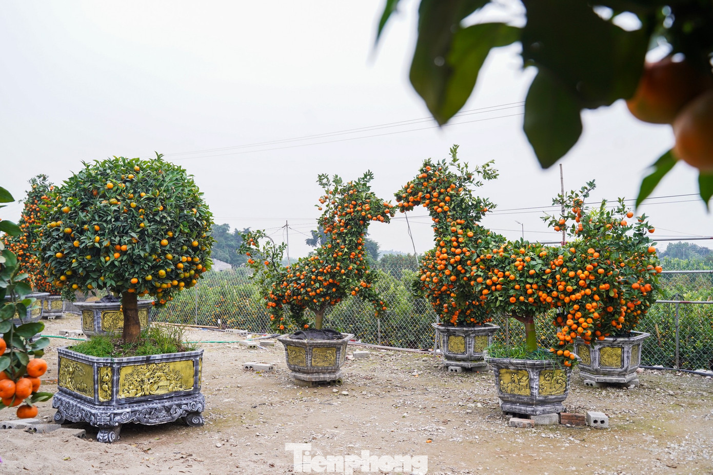 Qu&yacute;t h&igrave;nh ngựa Độc lạ gi&aacute; h&agrave;ng chục triệu đồng tại thủ phủ c&acirc;y cảnh Hưng Y&ecirc;n - Ảnh 4.