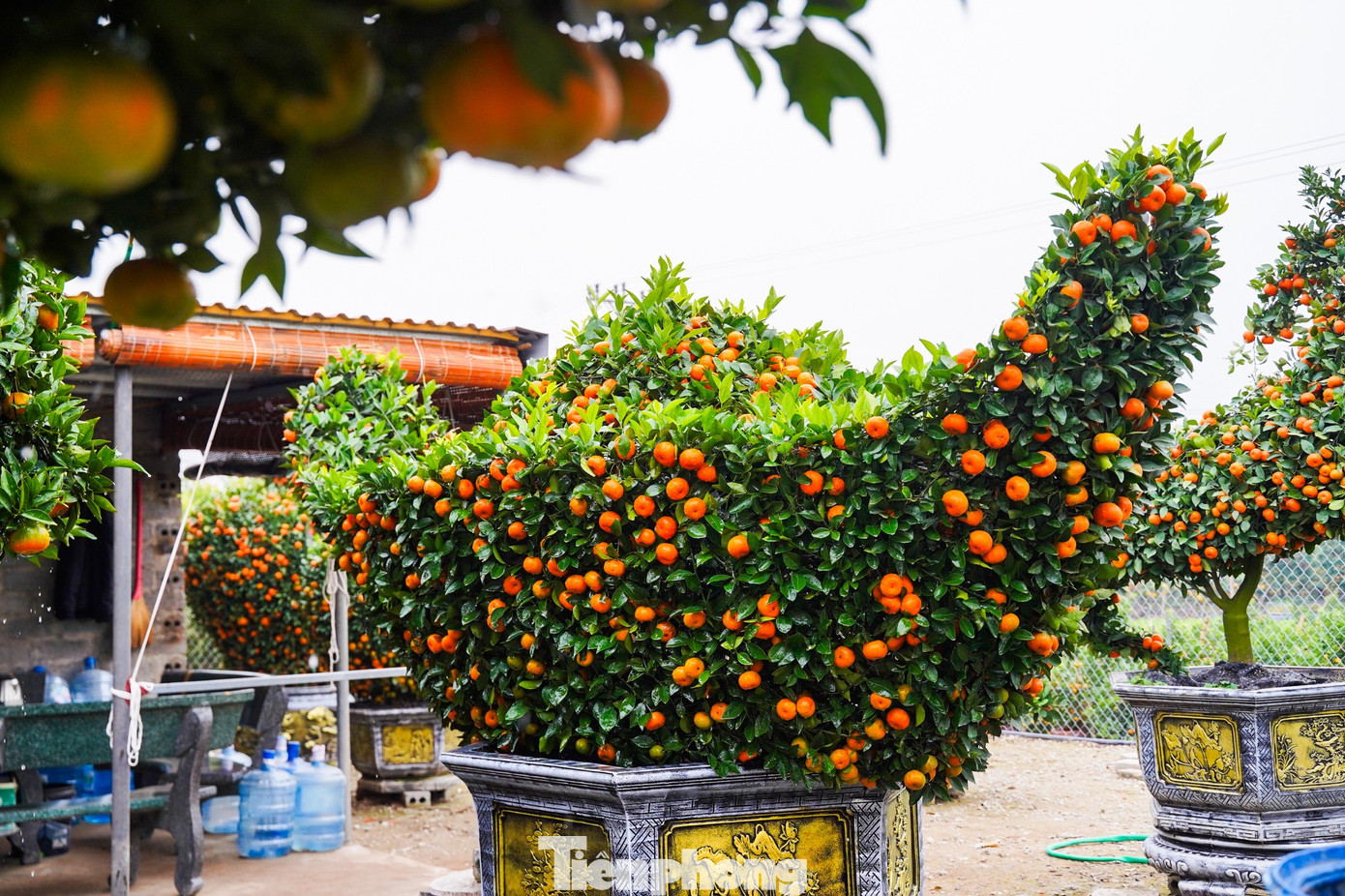 Qu&yacute;t h&igrave;nh ngựa Độc lạ gi&aacute; h&agrave;ng chục triệu đồng tại thủ phủ c&acirc;y cảnh Hưng Y&ecirc;n - Ảnh 6.