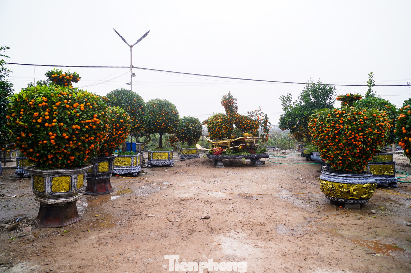 Qu&yacute;t h&igrave;nh ngựa Độc lạ gi&aacute; h&agrave;ng chục triệu đồng tại thủ phủ c&acirc;y cảnh Hưng Y&ecirc;n - Ảnh 2.