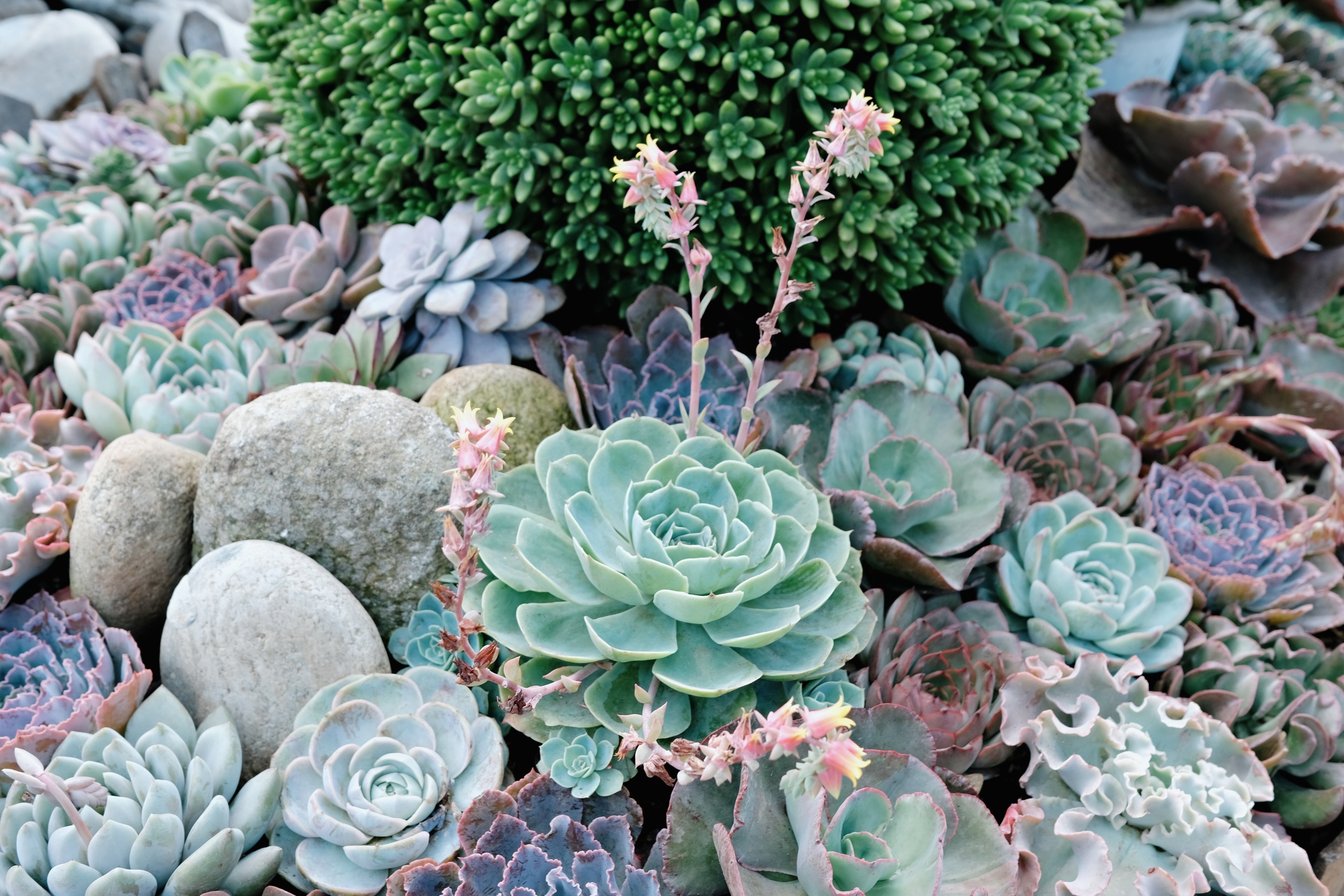 Cảnh báo trào lưu ăn sống sen đá chấm muối ớt, cẩn thận rước họa vào thân- Ảnh 1.