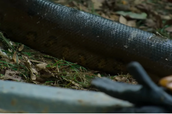 Will Smith chạm trán nghẹt thở với loài rắn khổng lồ mới ở Amazon: Dài tới 5m, cơ thể dày ngang thân cây - Ảnh 5.