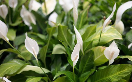 Sắp kết th&uacute;c th&aacute;ng 1, đ&acirc;y l&agrave; 7 loại c&acirc;y cần cắt tỉa gấp - Ảnh 5.