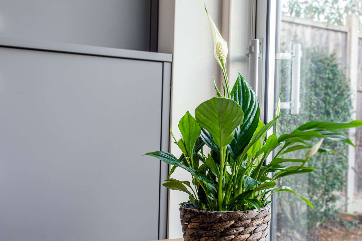 3 vị tr&iacute; tốt nhất trong nh&agrave; để đặt c&acirc;y lan &yacute; v&agrave;o năm 2026- Ảnh 3.