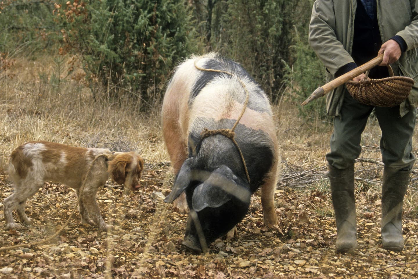 Được người Pháp gọi là "kim cương nhà bếp", nhưng vì sao ở Trung Quốc, nấm cục lại là "nấm lợn ủi", món khoái khẩu của lợn nái?- Ảnh 2.