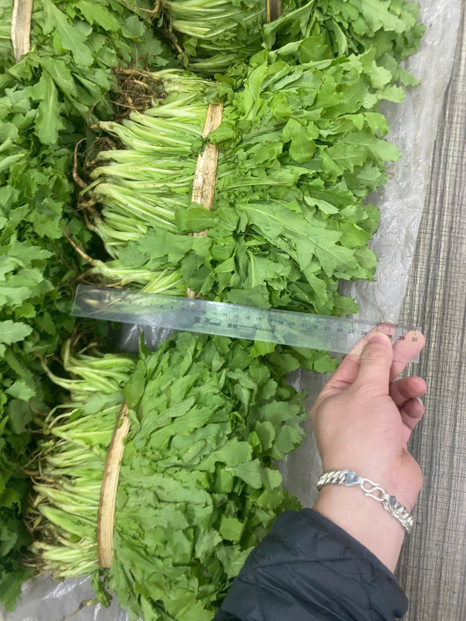 Bắt giữ 7 . 838 C&acirc;y thuốc phiện tại khu vườn b&iacute; mật của 3 anh em họ Ho&agrave;ng - Ảnh 3.