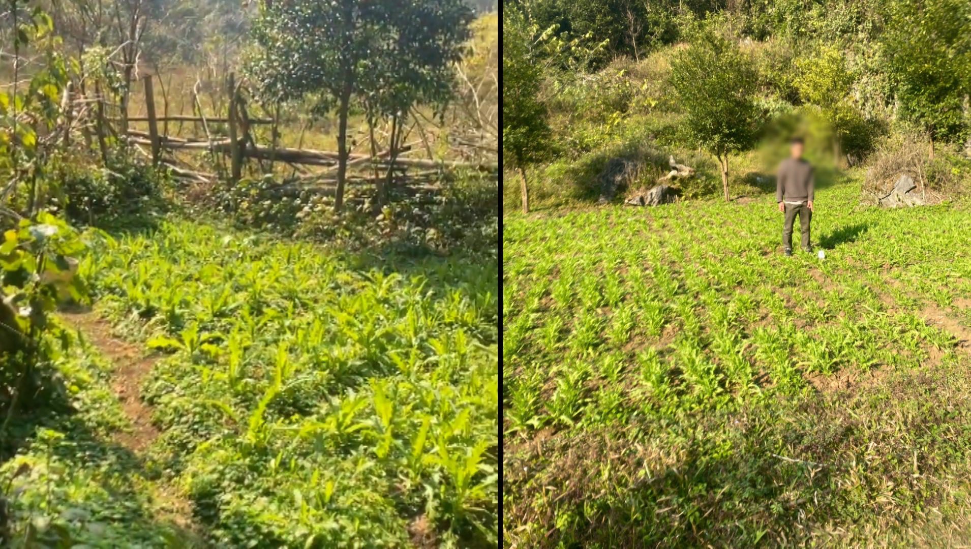 Bắt giữ 7 . 838 C&acirc;y thuốc phiện tại khu vườn b&iacute; mật của 3 anh em họ Ho&agrave;ng - Ảnh 2.