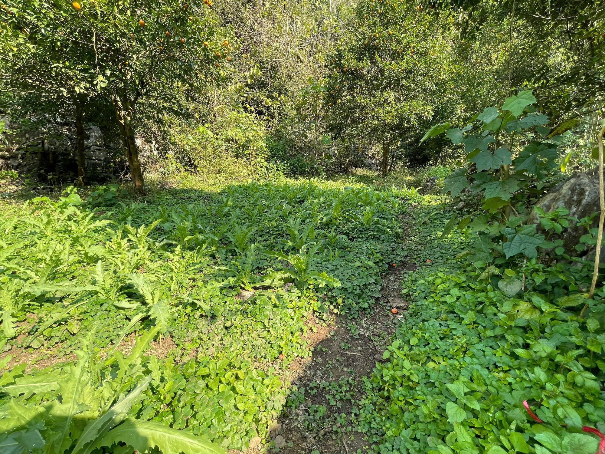 Bắt giữ 7 . 838 C&acirc;y thuốc phiện tại khu vườn b&iacute; mật của 3 anh em họ Ho&agrave;ng - Ảnh 4.