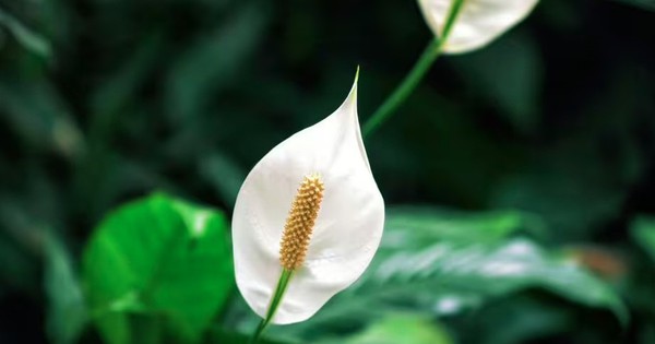 C&acirc;y lan &yacute; "rất th&iacute;ch" được đặt ở vị tr&iacute; n&agrave;y: L&agrave;m đ&uacute;ng th&igrave; hoa bung nở trắng muốt - Ảnh 2.