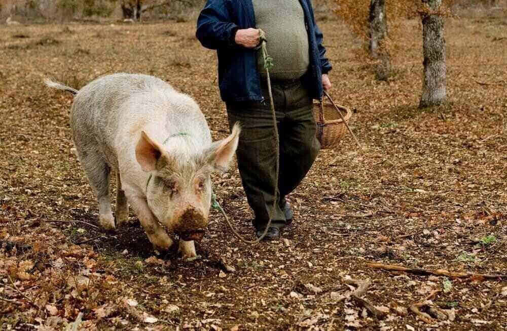 Được người Pháp gọi là "kim cương nhà bếp", nhưng vì sao ở Trung Quốc, nấm cục lại là "nấm lợn ủi", món khoái khẩu của lợn nái?- Ảnh 3.