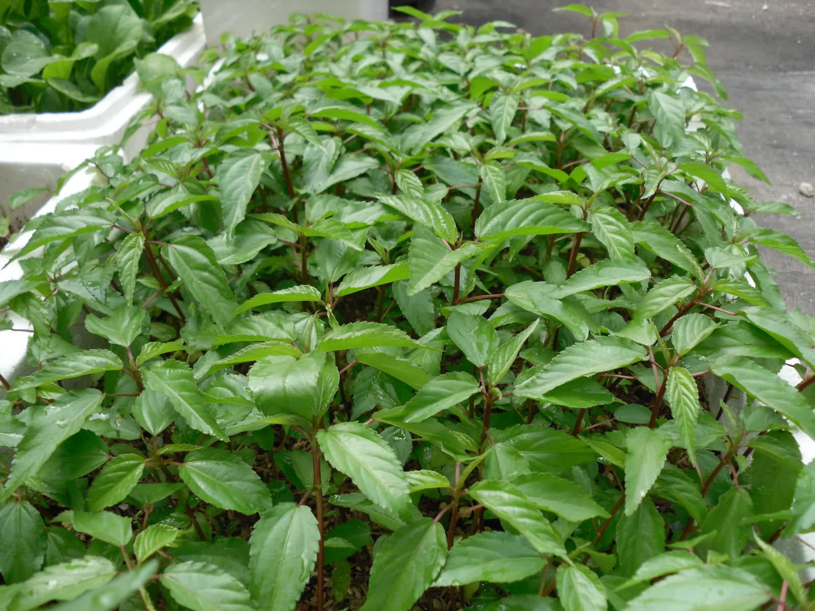 Việt Nam c&oacute; loại rau nhiều sắt hơn thịt b&ograve;: Bổ tim, ngừa ung thư nhưng nhiều người ch&ecirc; kh&ocirc;ng ăn - Ảnh 6.