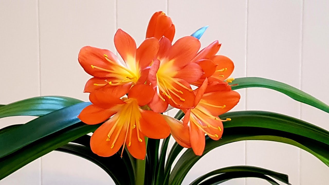 Bị vẻ đẹp đánh lừa, tôi đã trồng lan Clivia và gặp ngay 4 cú sốc khiến phải bỏ lập tức- Ảnh 5. Bị vẻ đẹp đánh lừa, tôi đã trồng lan Clivia và gặp ngay 4 cú sốc khiến phải bỏ lập tức- Ảnh 5.