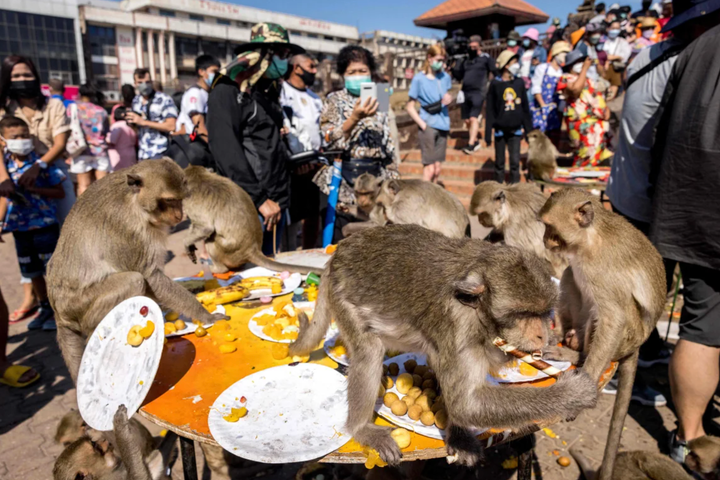 Buffet cho khỉ: Đại tiệc độc nhất vô nhị ở Thái Lan - Ảnh 2.