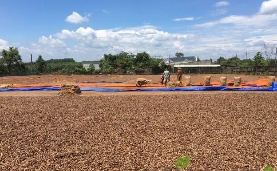 H&agrave;ng trăm ngh&igrave;n tấn h&agrave;ng từ ch&acirc;u Phi vừa đổ bộ Việt Nam: Nước ta chi hơn 4 tỷ USD mua h&agrave;ng, l&agrave; 'bảo bối' gi&uacute;p Việt Nam xuất khẩu bằng cả thế giới cộng lại - Ảnh 1.