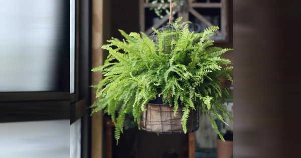 Nu&ocirc;i lo&agrave;i c&aacute; d&acirc;n d&atilde; được v&iacute; l&agrave; "nh&acirc;n s&acirc;m dưới nước" theo c&aacute;ch 'đặc biệt': Anh n&ocirc;ng d&acirc;n c&oacute; thu về 6,6 tỷ/năm - Ảnh 2.