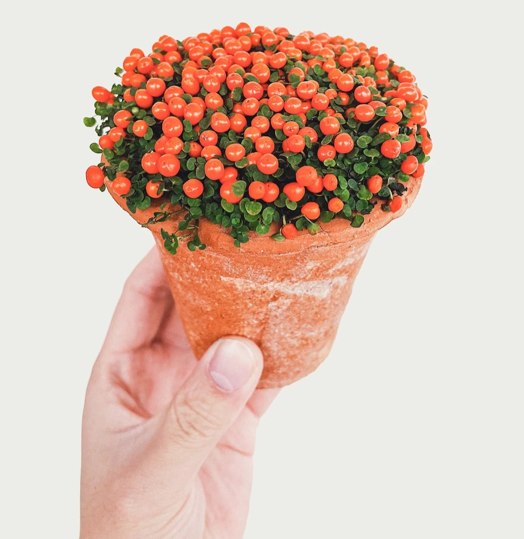 Bảo bối phong thủy cho Tết Bính Ngọ 2026: Trân châu cam – điểm nhấn tuyệt vời - Ảnh 24.