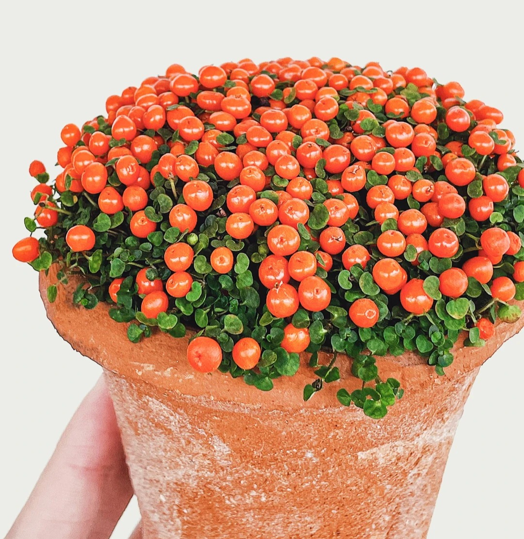 Bảo bối phong thủy cho Tết Bính Ngọ 2026: Trân châu cam – điểm nhấn tuyệt vời - Ảnh 23.