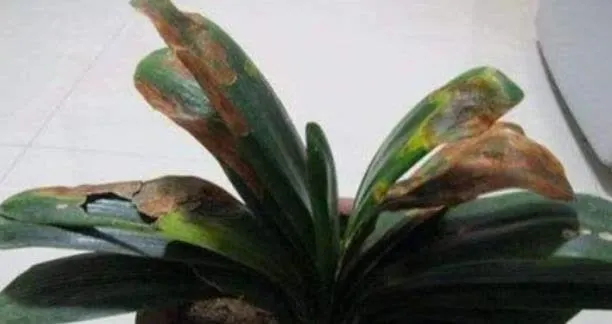 Bị vẻ đẹp đánh lừa, tôi đã trồng lan Clivia và gặp ngay 4 cú sốc khiến phải bỏ lập tức- Ảnh 3. Bị vẻ đẹp đánh lừa, tôi đã trồng lan Clivia và gặp ngay 4 cú sốc khiến phải bỏ lập tức- Ảnh 3.