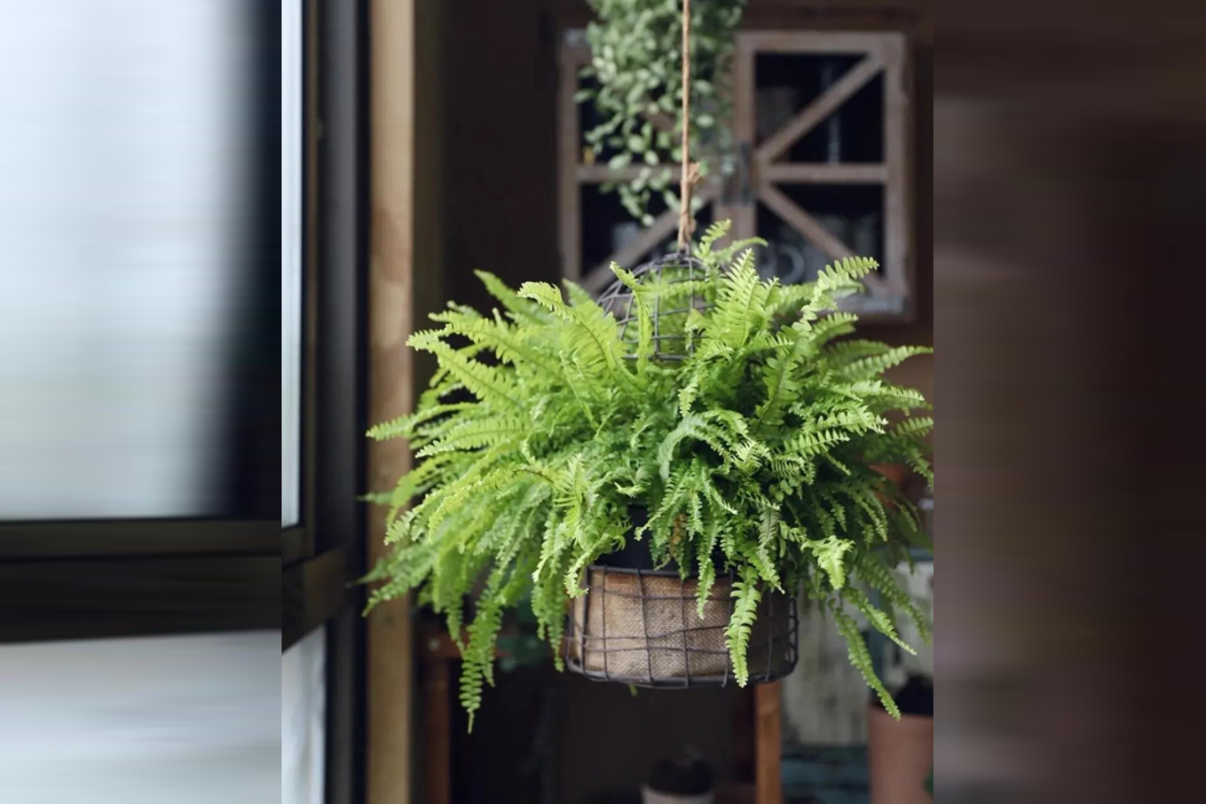 4 loại c&acirc;y "nhả oxy ban đ&ecirc;m" nh&agrave; n&agrave;o cũng n&ecirc;n c&oacute;: Đặt đ&uacute;ng vị tr&iacute;, tăng vượng kh&iacute;, l&agrave;m g&igrave; cũng thuận- Ảnh 4.