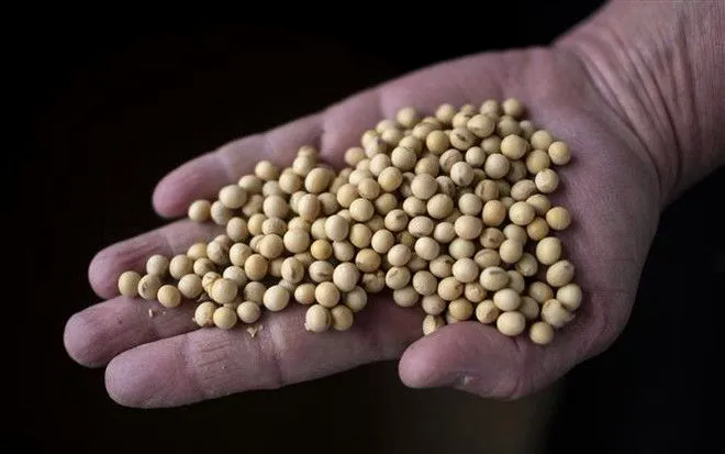 Trung Quốc kh&ocirc;i phục nhập khẩu đậu tương Mỹ - Ảnh 1.