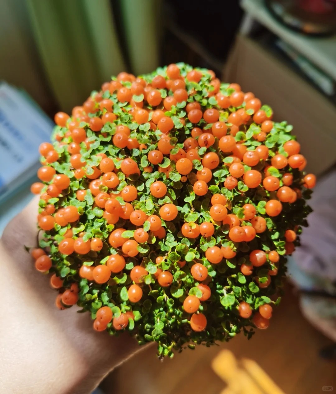 Bảo bối phong thủy cho Tết Bính Ngọ 2026: Trân châu cam – điểm nhấn tuyệt vời - Ảnh 7.