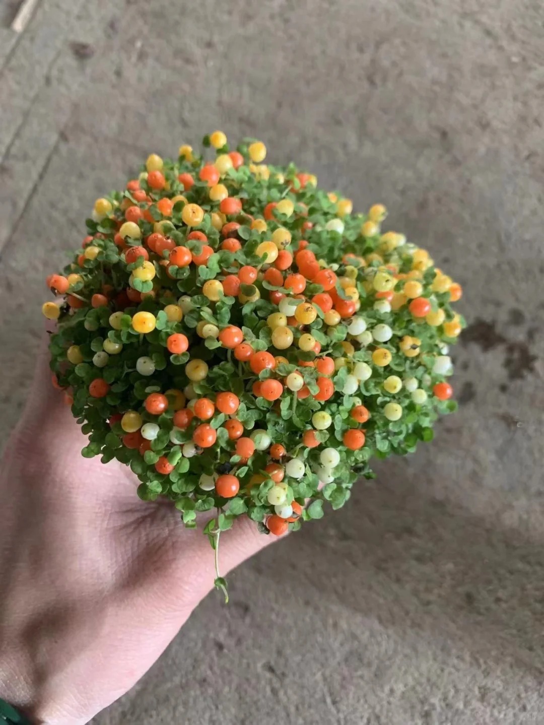 Bảo bối phong thủy cho Tết Bính Ngọ 2026: Trân châu cam – điểm nhấn tuyệt vời - Ảnh 4.