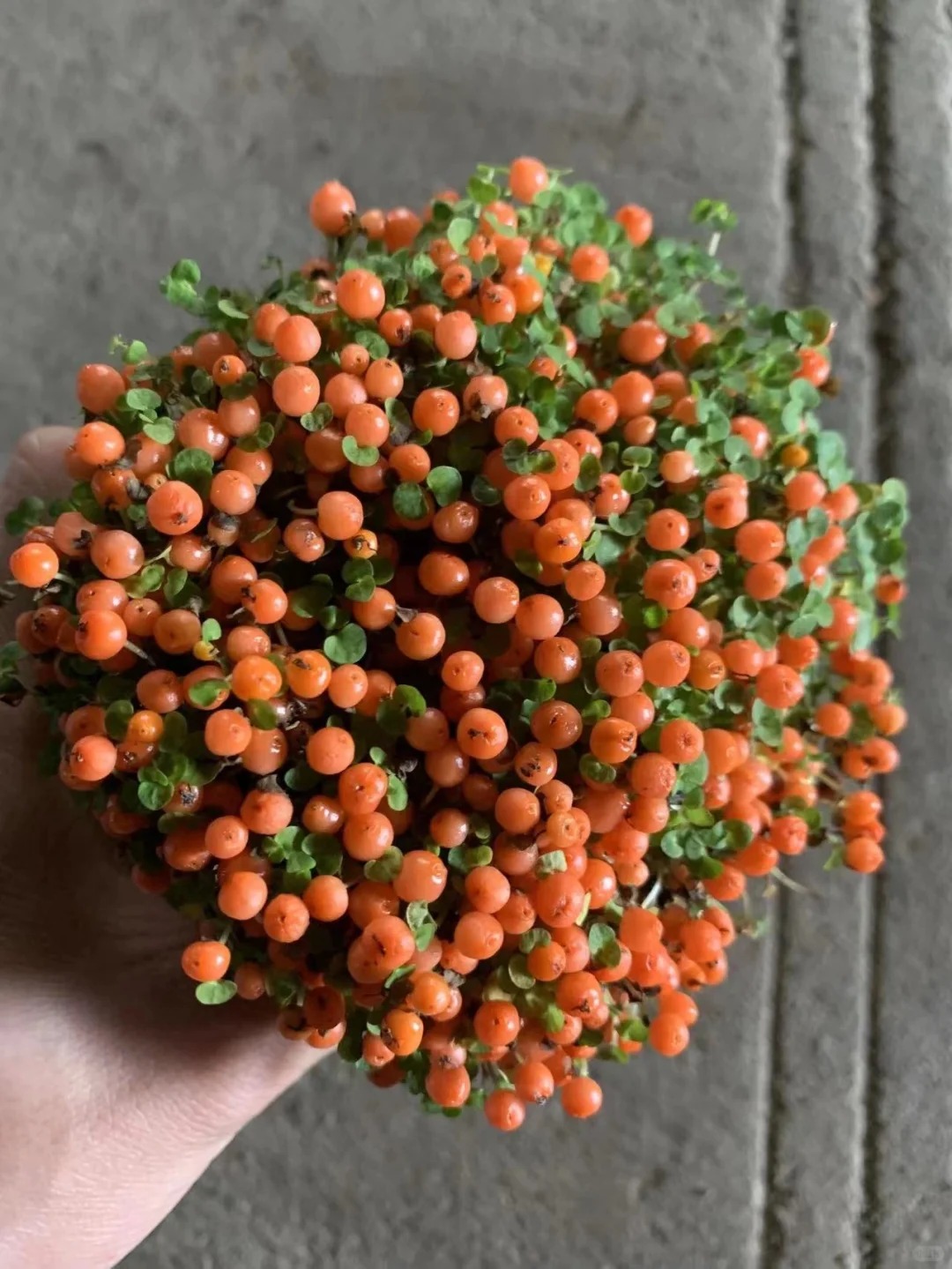 Bảo bối phong thủy cho Tết Bính Ngọ 2026: Trân châu cam – điểm nhấn tuyệt vời - Ảnh 5.