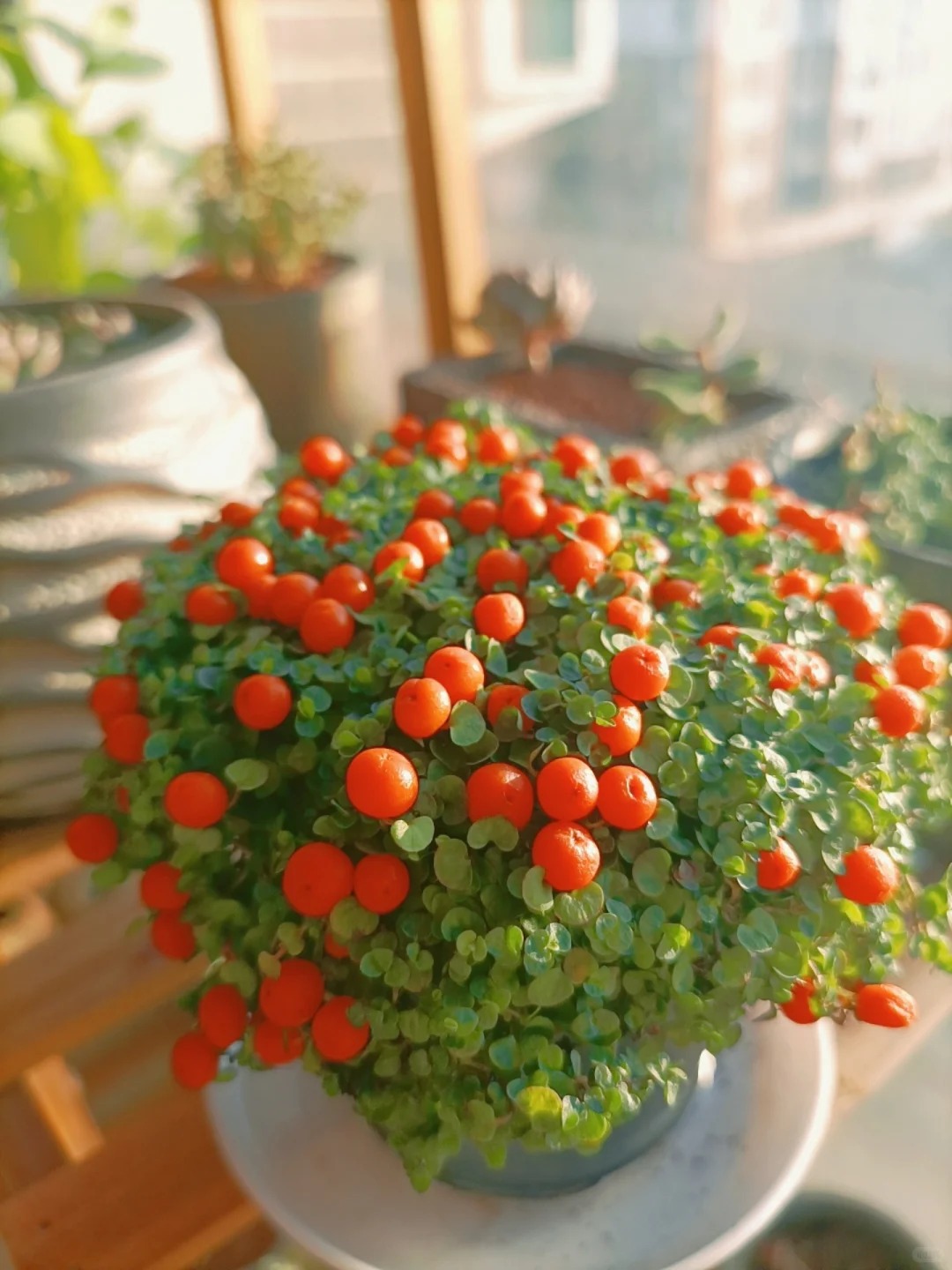 Bảo bối phong thủy cho Tết Bính Ngọ 2026: Trân châu cam – điểm nhấn tuyệt vời - Ảnh 6.