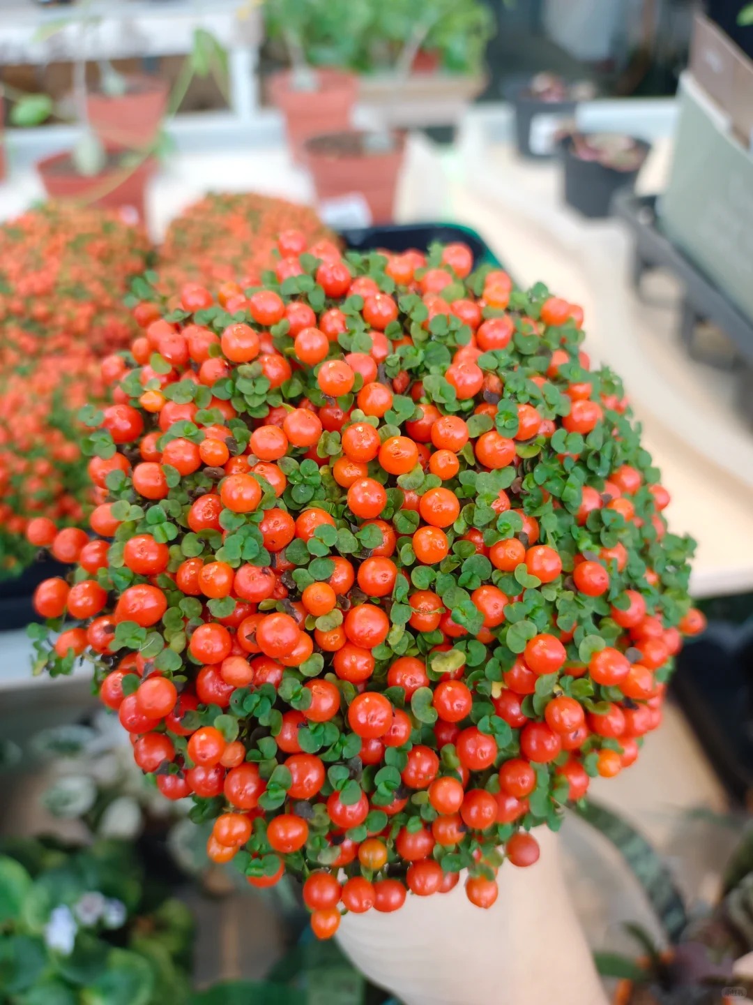 Bảo bối phong thủy cho Tết Bính Ngọ 2026: Trân châu cam – điểm nhấn tuyệt vời - Ảnh 8.