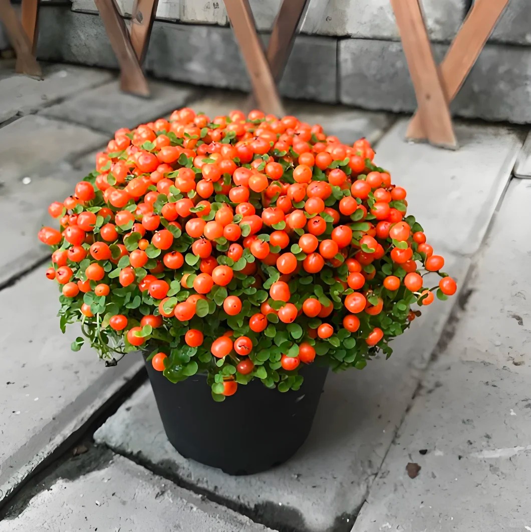 Bảo bối phong thủy cho Tết Bính Ngọ 2026: Trân châu cam – điểm nhấn tuyệt vời - Ảnh 25.