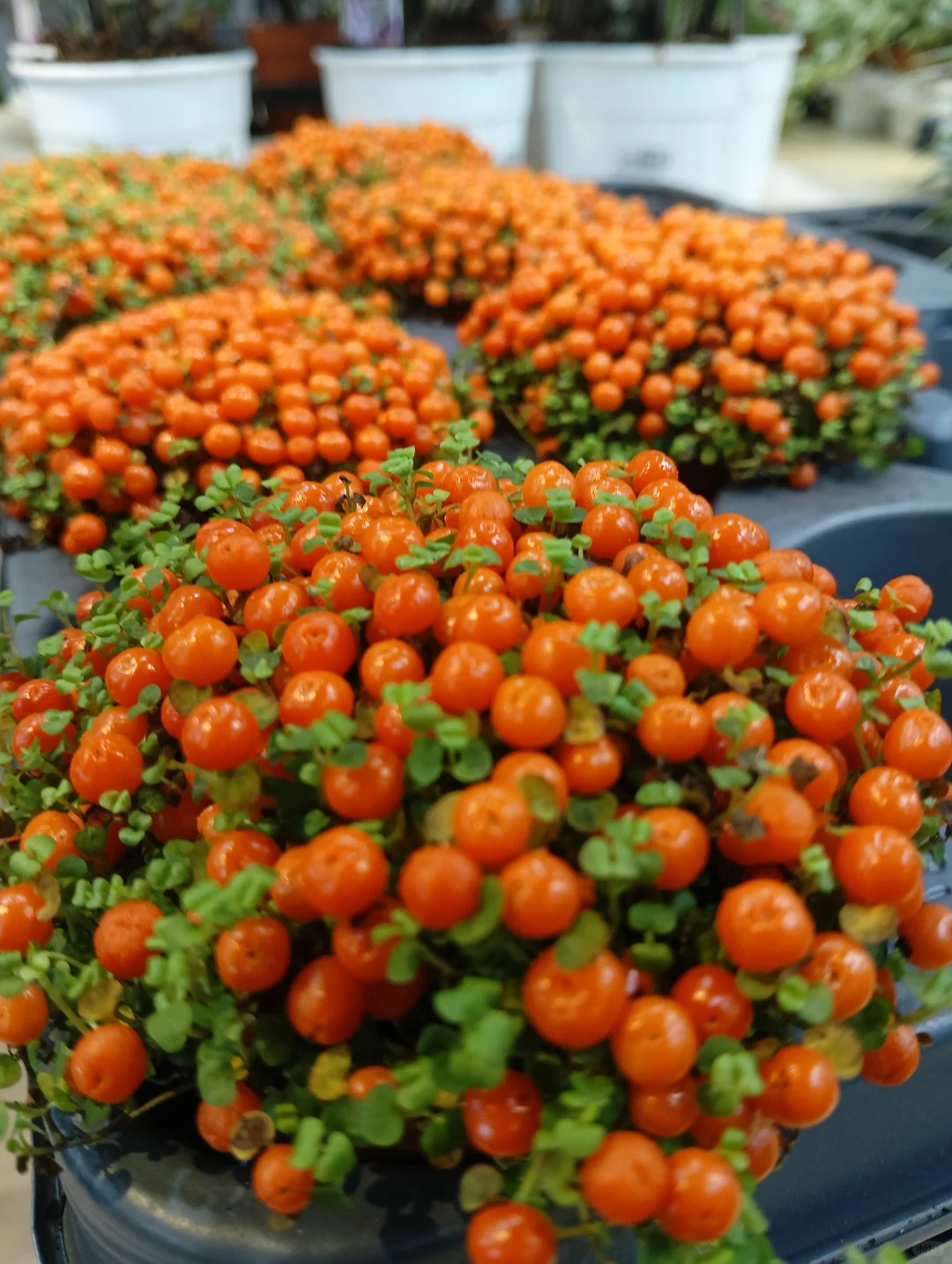 Bảo bối phong thủy cho Tết Bính Ngọ 2026: Trân châu cam – điểm nhấn tuyệt vời - Ảnh 2.