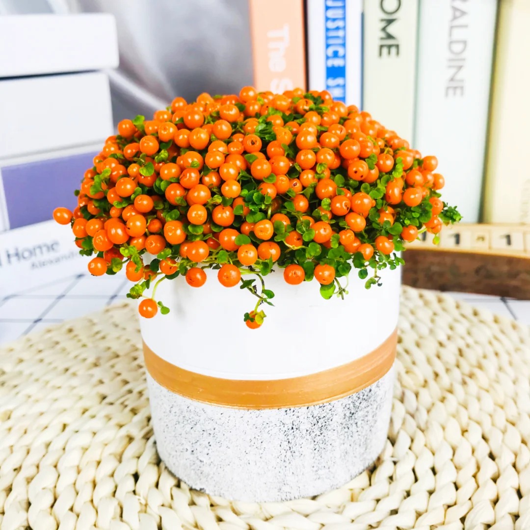 Bảo bối phong thủy cho Tết Bính Ngọ 2026: Trân châu cam – điểm nhấn tuyệt vời - Ảnh 14.